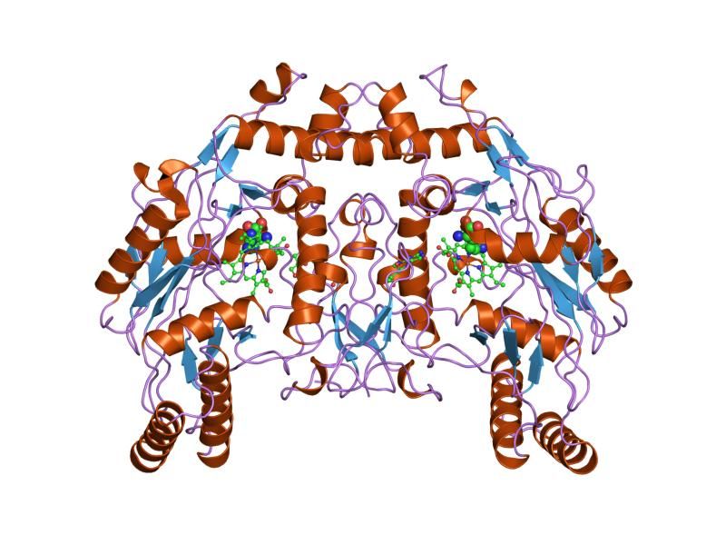 File:PDB 2nse EBI.jpg