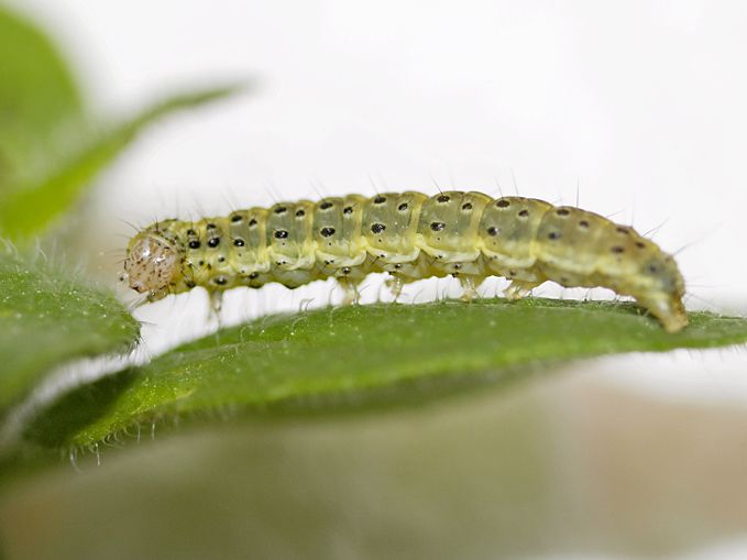 File:Pyrausta aurata caterpillar (11966222093).jpg