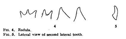 File:Radular teeth of giant squid, 1935.jpg