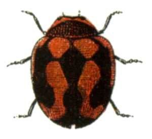 File:Rodolia cardinalis.jpg