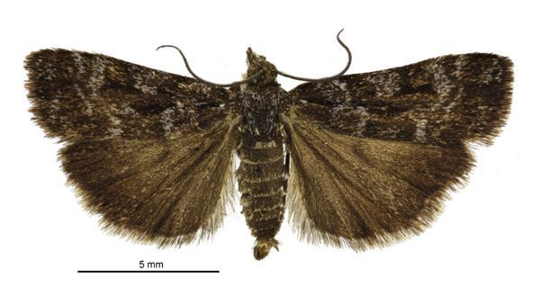 File:Scoparia encapna male.jpg