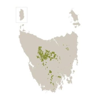 File:Tasmanian distribution of E. coccifera.jpg