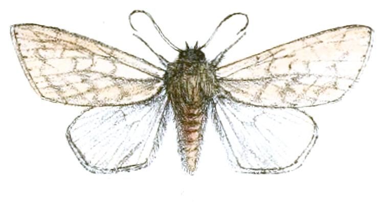 File:Tympanistes pallida.JPG