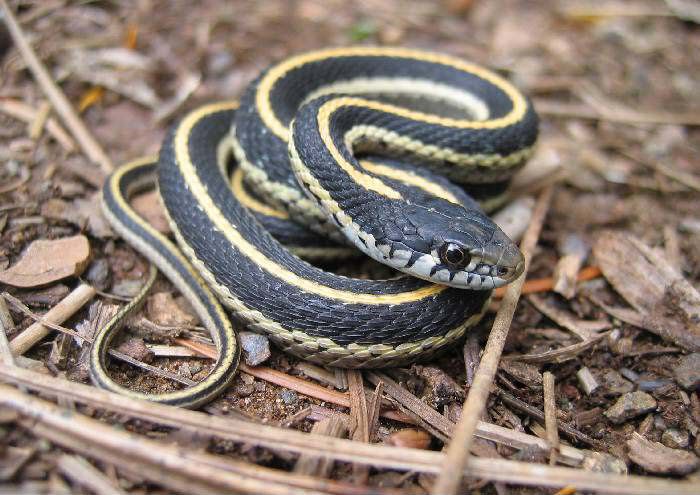 File:Western terrestrial garter snake juvie.jpg