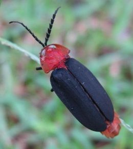 File:オオシママドボタル Pyrocoelia atripennis.jpg