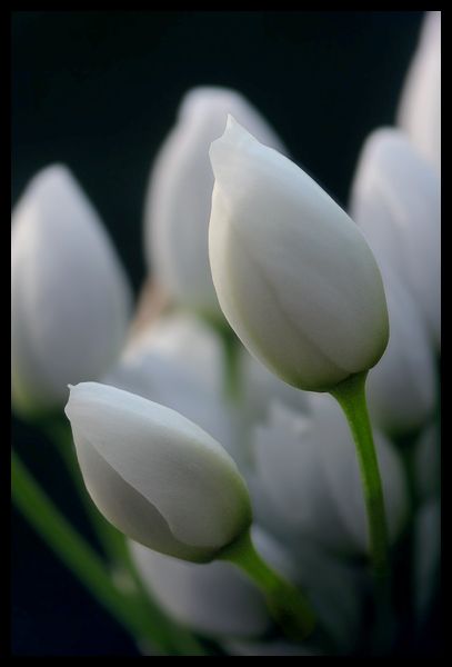 File:Allium neapolitanum.jpg