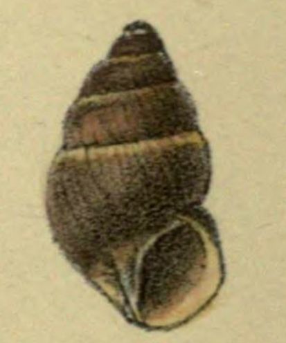 File:Amastra anthonii 001.jpg