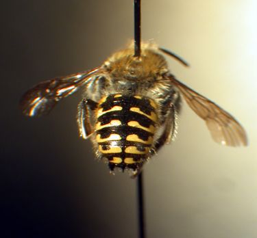 File:Anthidium palliventre f.jpg