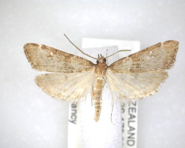 File:Antiscopa acompa NZAC04201771.jpg