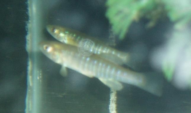 File:Banded killifish.JPG