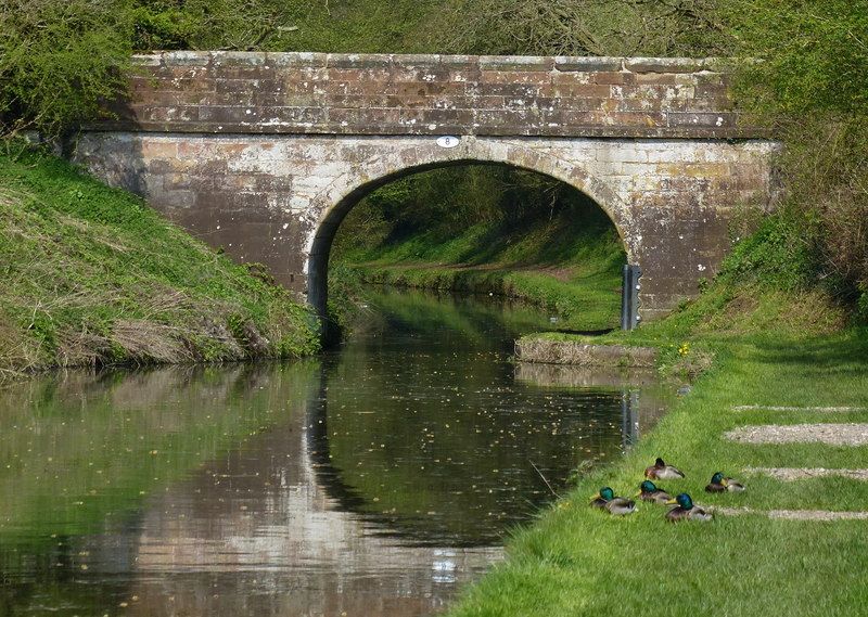 File:Bridge No. 8, Shropshire Union Canal.jpg