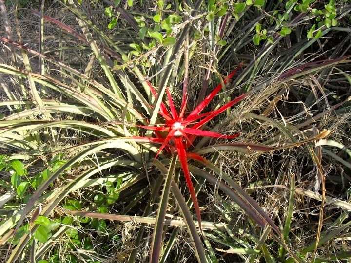 File:Bromelia hieronymi.FlorDeChaguar.Chaco.jpg