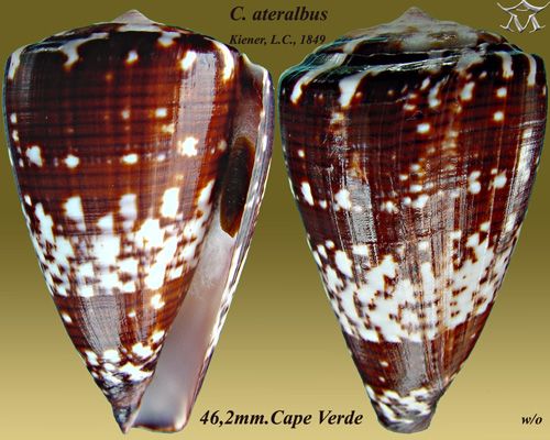 File:Conus ateralbus 1.jpg