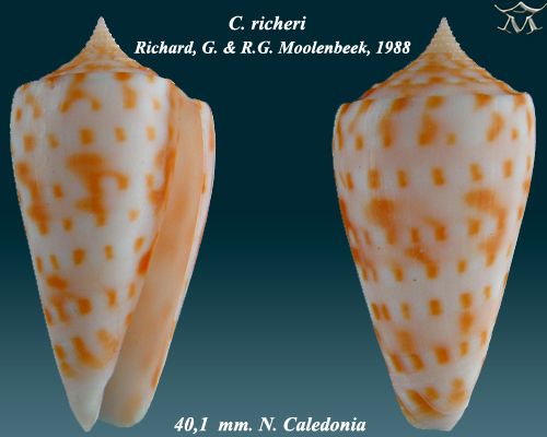 File:Conus richeri1.jpg