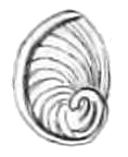 File:Cremnoconchus syhadrensis operculum 2.png