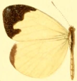 File:Enantia lina mercenaria female.JPG