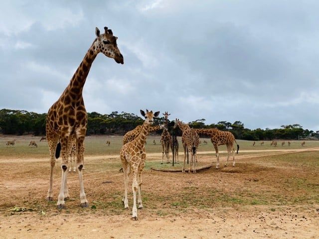 File:Giraffe Herd Monarto.jpg