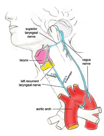 File:Laryngeal nerve.jpg