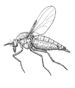 File:Leptoconops spp. from CSIRO.jpg