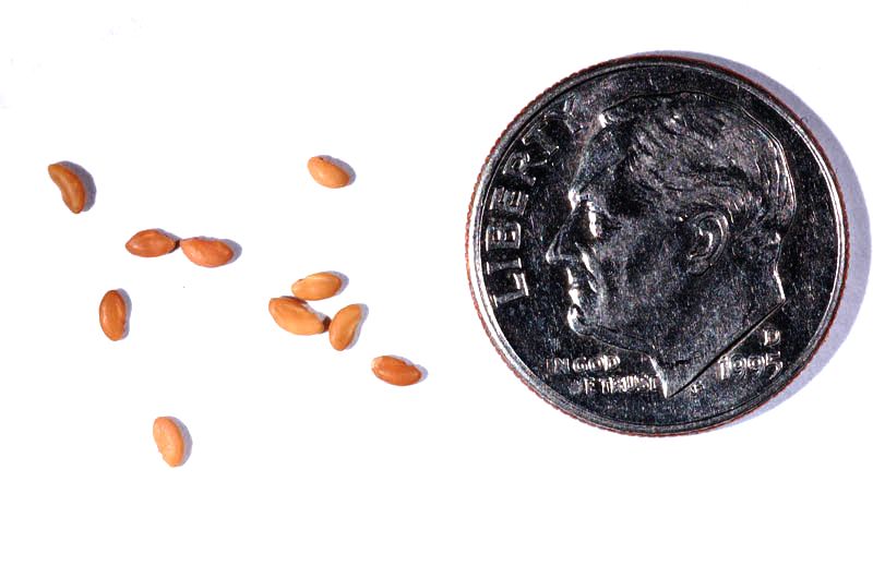 File:Medicago laciniata seeds.JPG