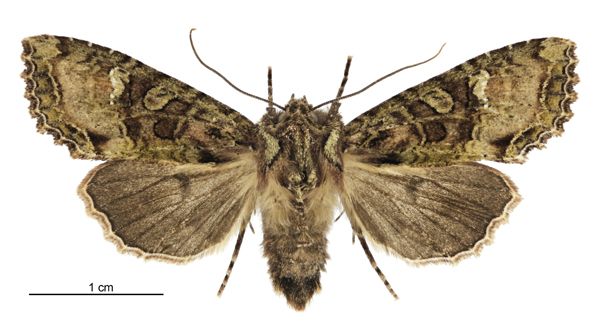 File:Meterana praesignis female.jpg