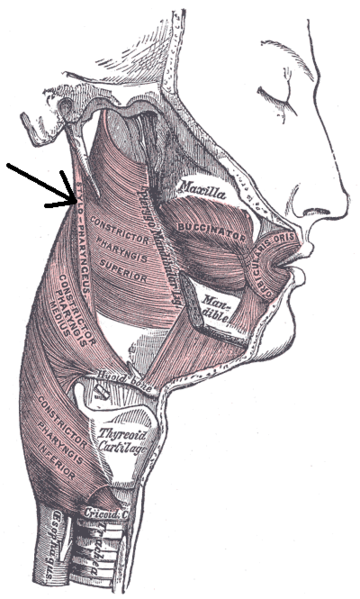 File:Musculusstylopharyngeus.png