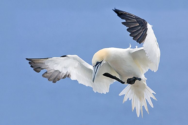 File:Northern Gannet 2006 2.jpg