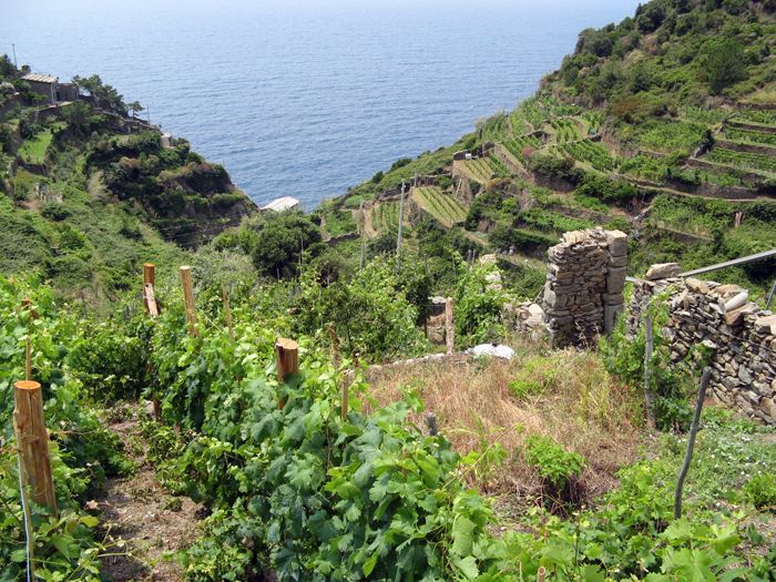 File:Panorama agricole delle Cinque Terre.jpg