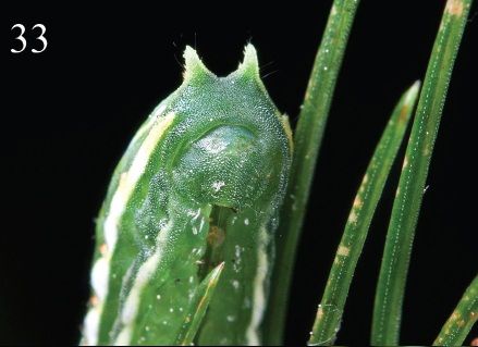 File:Parasa pygmy larva5.jpg