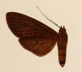 File:Pelochyta atra.JPG