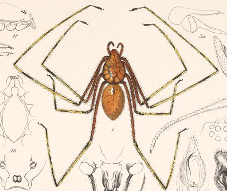 File:Scytodes longipes (Arachnida. Araneidea and Opiliones II).jpg