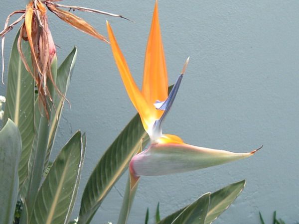 File:Strelitzia1.jpg