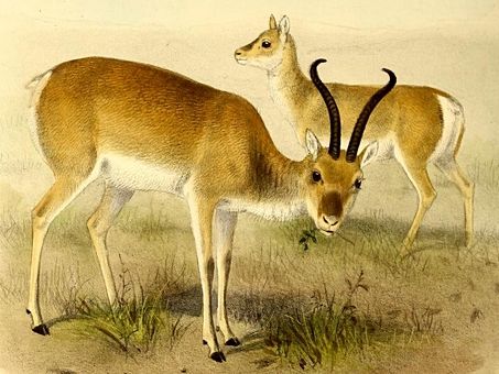 File:The book of antelopes (1894) Procapra przewalskii.jpg