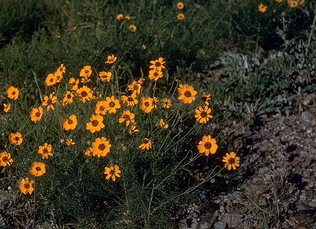 File:Thelesperma filifolium.jpg