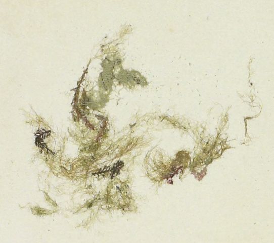 File:Zosterocarpus abyssicola herbarium specimen NMNH-00170861 (cropped).jpg