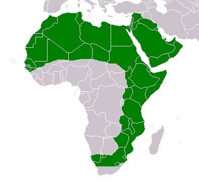 File:Acacia tortilis distribution.jpg