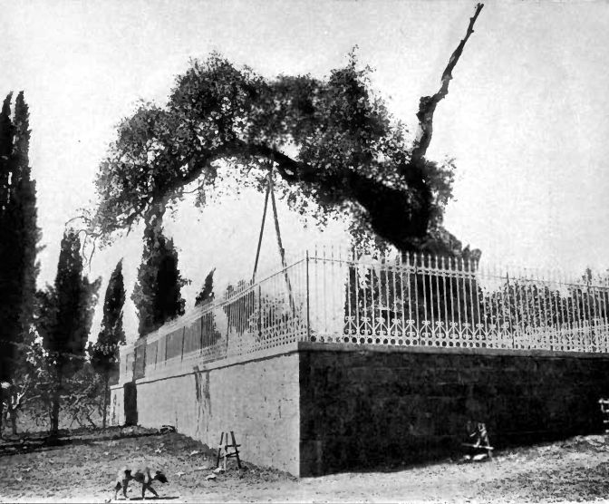 File:Avraham oak 1912.jpg