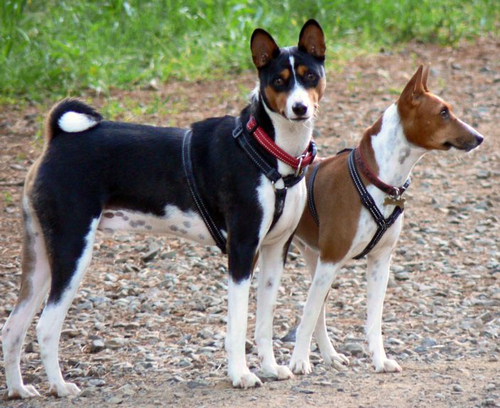 File:Basenji pair edit.jpg