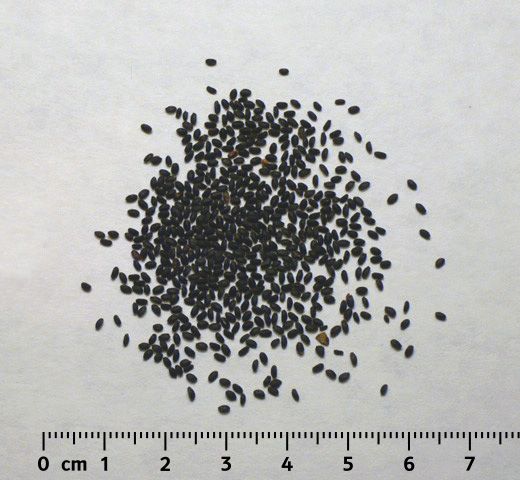 File:Basilseeds.jpg