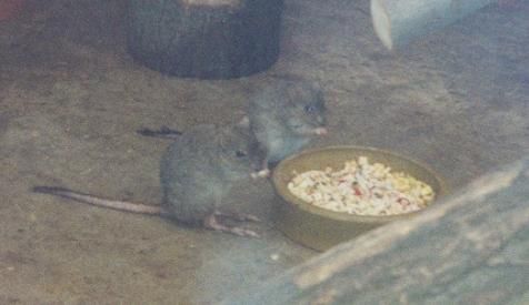 File:Bettongia penicillata at Duisburg Zoo (1).JPG