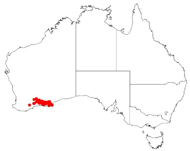 File:Boronia baeckeaceaDistMap11.png