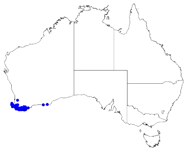 File:Boronia stricta DistMap115.png