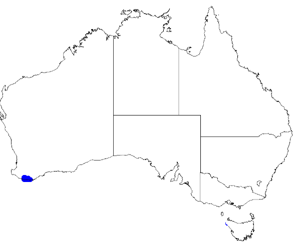 File:Boronia virgata DistMap127.png