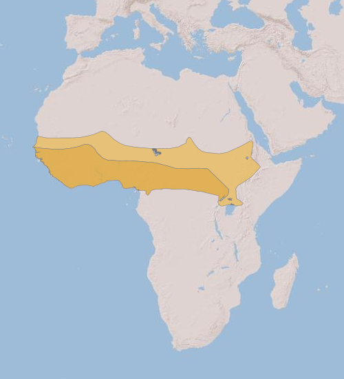 File:Caprimulgus longipennis geographic range.png