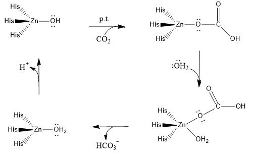 File:Carbonicanhydrase.jpg