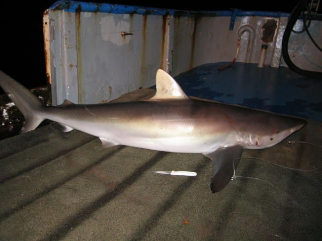 File:Carcharhinus falciformis piro1.jpg