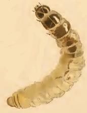 File:Cauchas rufimitrella larva.JPG