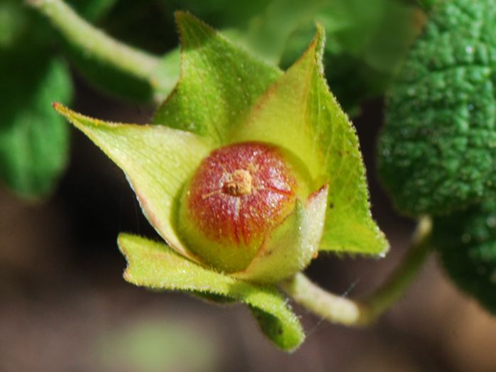 File:Cistus salviifolius fruit Corse.jpg