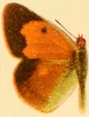 File:Colias wiskotti draconis female.JPG