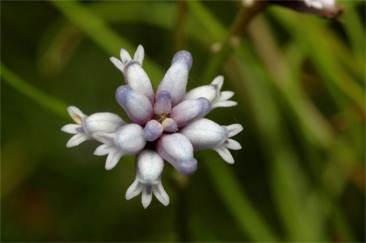 File:Conospermum tenuifolium Fagg.jpg